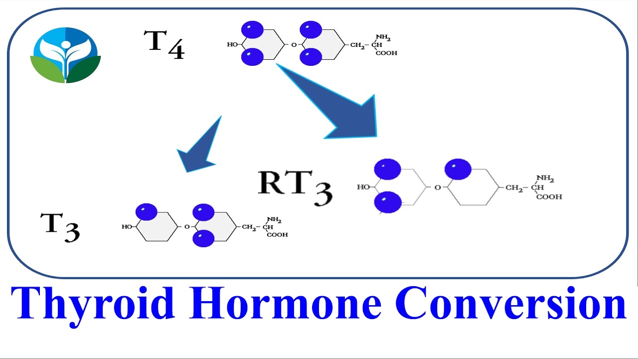 You are currently viewing Thyroid Hormone Conversion T4 to T3