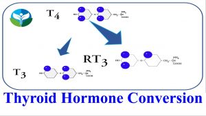 Read more about the article Thyroid Hormone Conversion T4 to T3