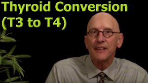 Read more about the article Thyroid T4 to T3 Conversion