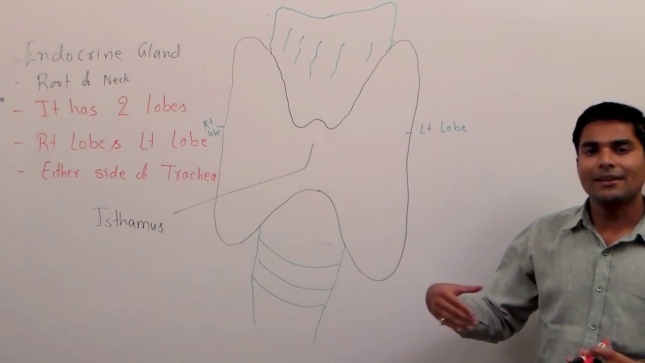 You are currently viewing Thyroid gland by Dr. Prashant Thakur part 1/2