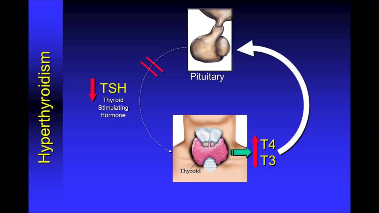 You are currently viewing Understanding Thyroid Function Tests