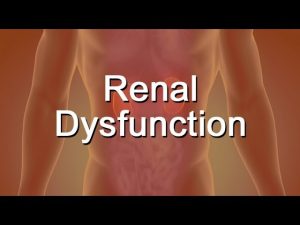 Read more about the article What Is Renal Dysfunction?