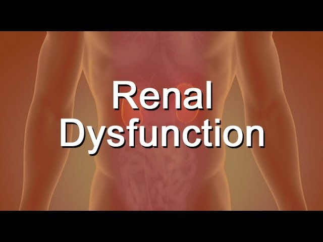 You are currently viewing What Is Renal Dysfunction?