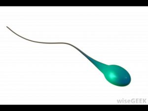 Read more about the article What Is Semen