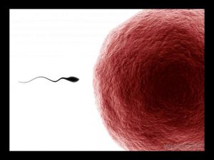 What Is the Difference between Sperm and Semen