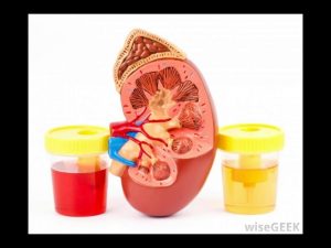 What Is the Function of the Renal Pelvis