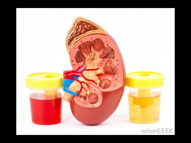 You are currently viewing What Is the Function of the Renal Pelvis