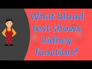 Read more about the article What blood test shows kidney function ?