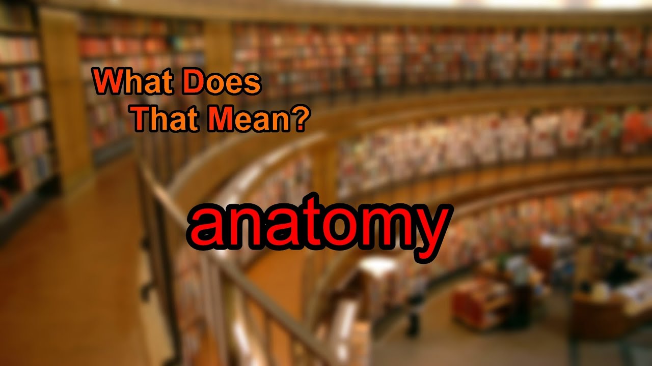 You are currently viewing What does anatomy mean?