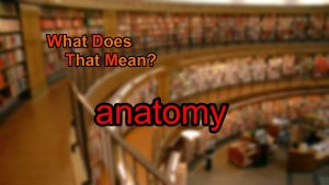 What does anatomy mean?