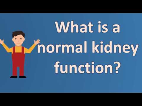 You are currently viewing What is a normal kidney function ?