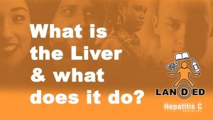 Read more about the article What is the Liver and what does it do – LANDED Peer Education Service