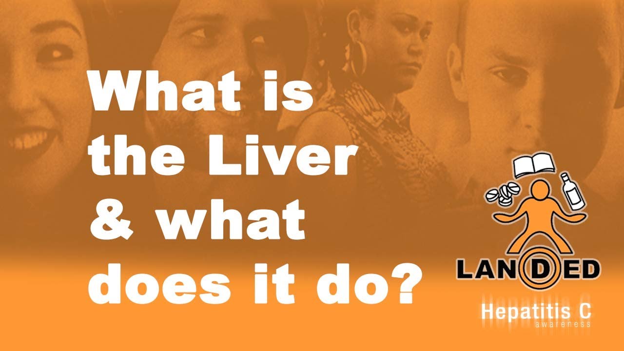 You are currently viewing What is the Liver and what does it do – LANDED Peer Education Service