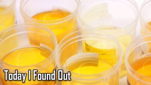 Read more about the article Why Do Vitamins Make Urine Bright Yellow