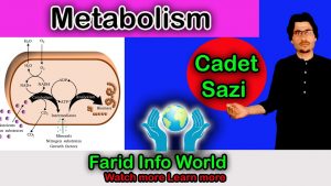 Read more about the article #7 Metabolism I anabolism I catabolism
