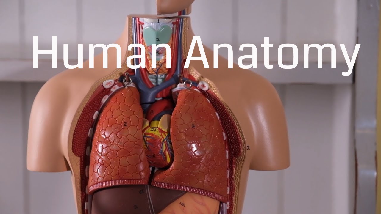 You are currently viewing Basic Human Anatomy for Beginners