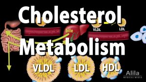 Cholesterol Metabolism, LDL, HDL and other Lipoproteins, Animation