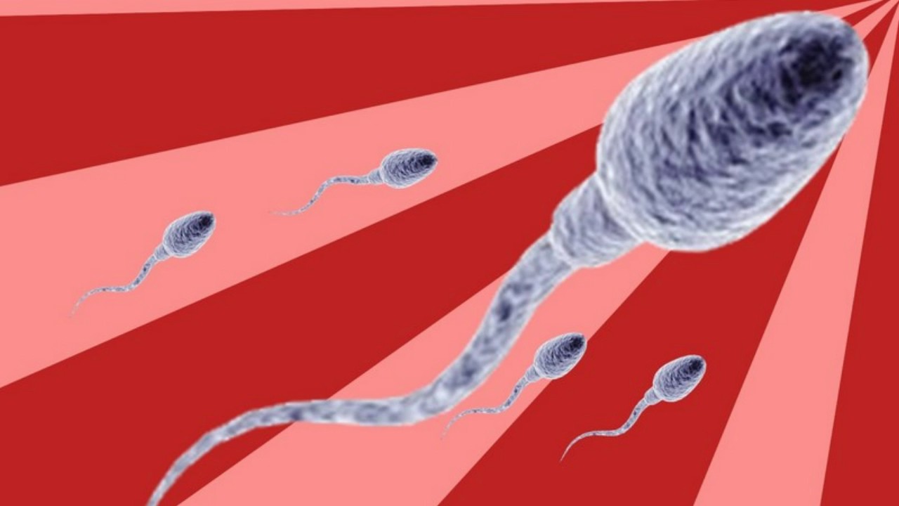 You are currently viewing Difference Between Sperm and semen
