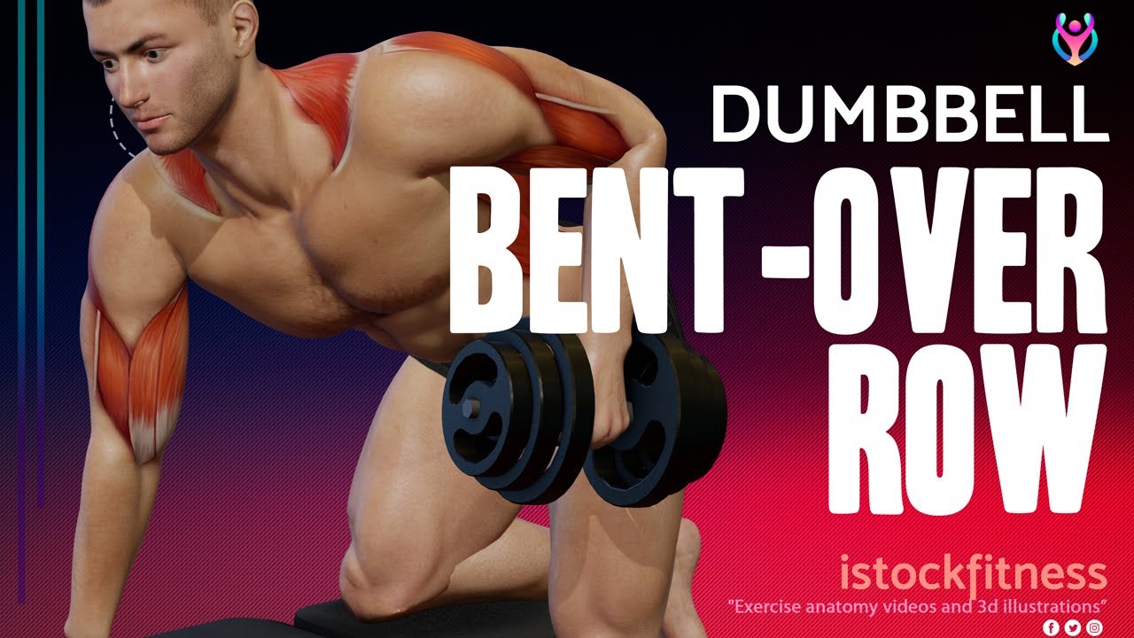 You are currently viewing Dumbbell Bent-Over Row Single Arm. Bodybuilding Exercise Anatomy Animation Stock Video buy online.