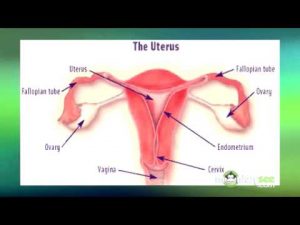 Female Infertility Causes