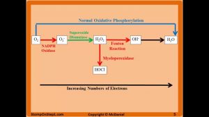 Free Radicals, Glutathione, Superoxide NADPH Oxidase N Acetylcysteine CGD MPO CCl4