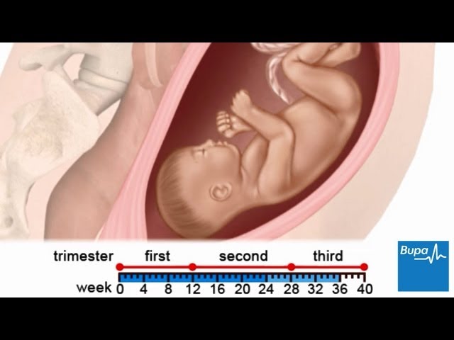 You are currently viewing How a baby develops during pregnancy
