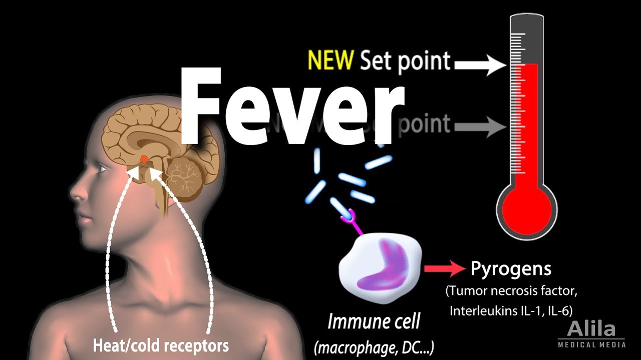 You are currently viewing Induction of Fever, Control of Body Temperature, Hyperthermia, Animation.