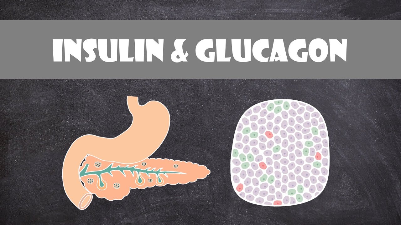 You are currently viewing Insulin & Glucagon