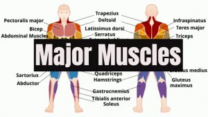 Major Muscles of the Human Body