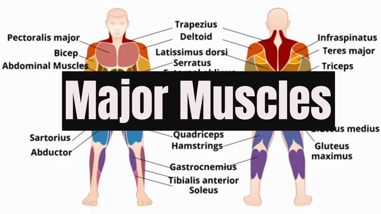 You are currently viewing Major Muscles of the Human Body