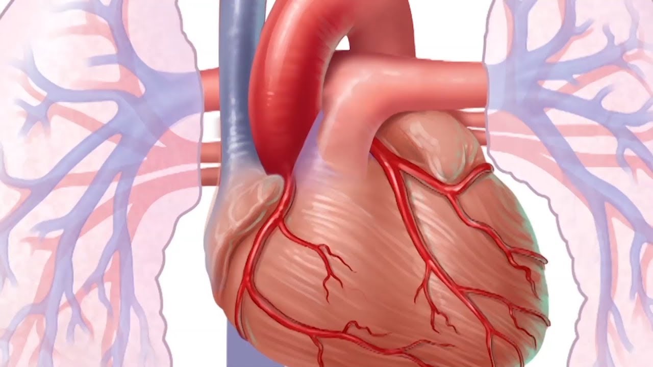 You are currently viewing Mayo Clinic Minute: What is heart disease?