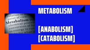 Metabolism [ Anabolism, Catabolism ]