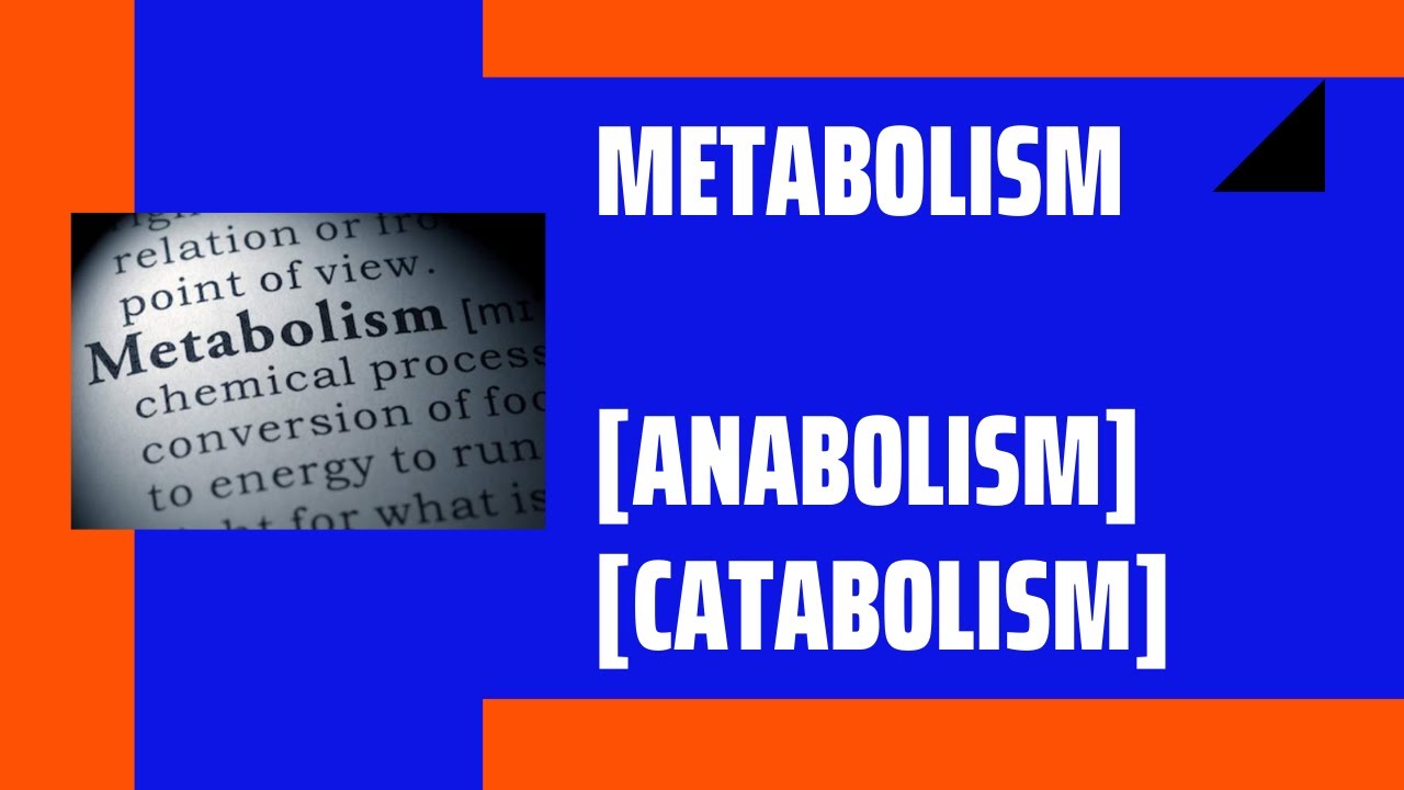 You are currently viewing Metabolism [ Anabolism, Catabolism ]