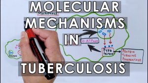 Molecular Mechanisms in Tuberculosis