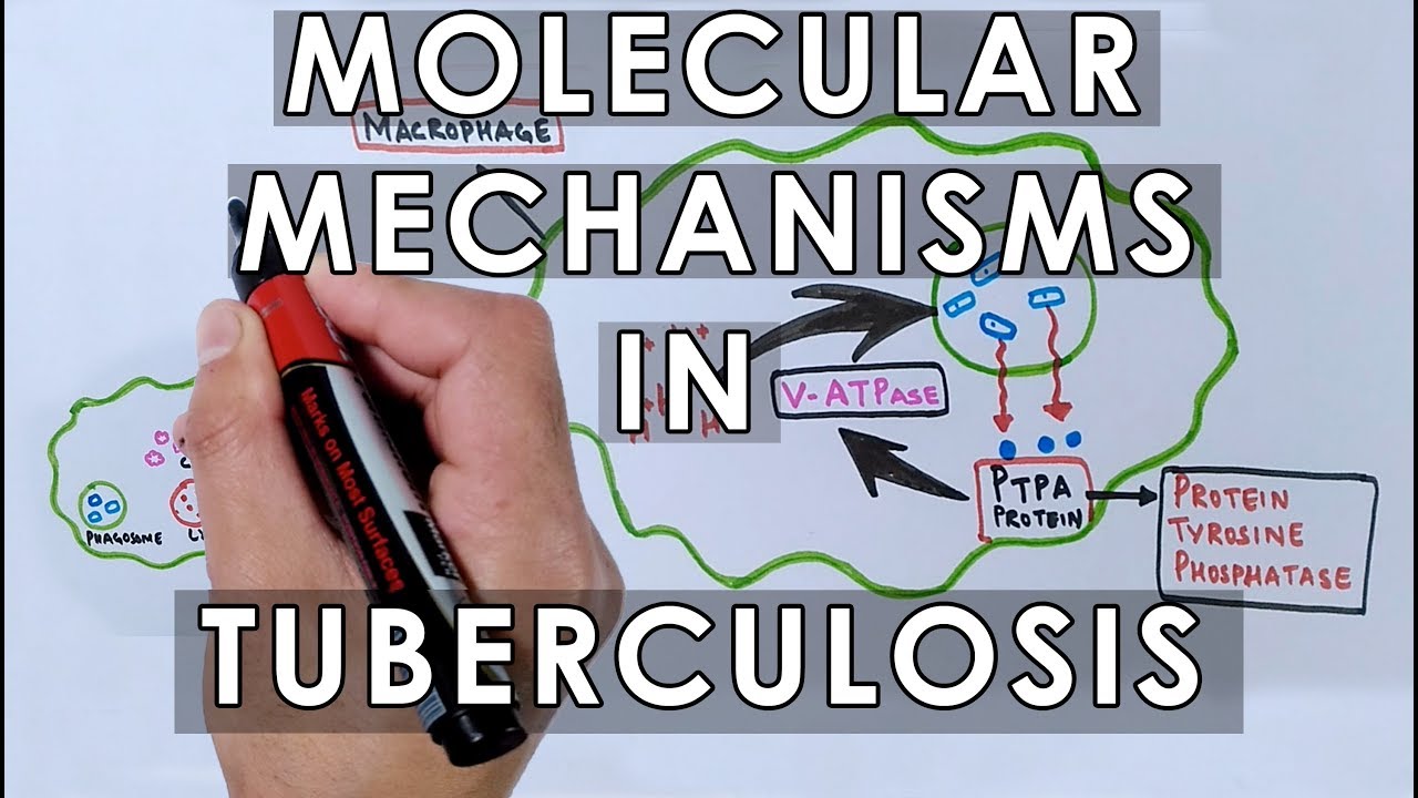 You are currently viewing Molecular Mechanisms in Tuberculosis