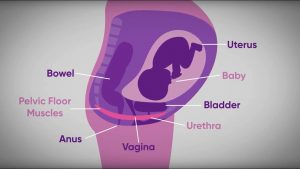 Pelvic floor exercises during pregnancy | txt4two Program  | Mater Mothers