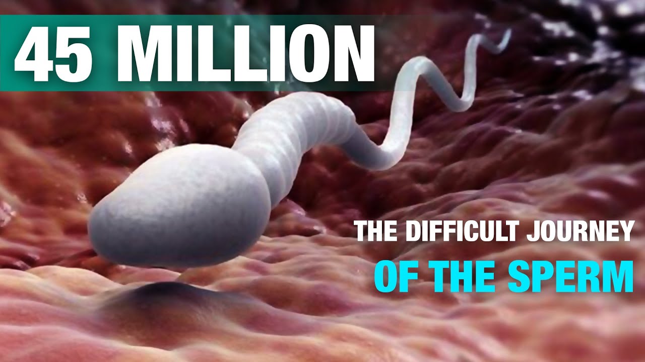 You are currently viewing The difficult journey of the sperm | Signs