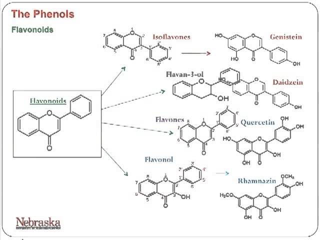 You are currently viewing University of Nebraska, Part 4: Phenolic Based Antioxidants