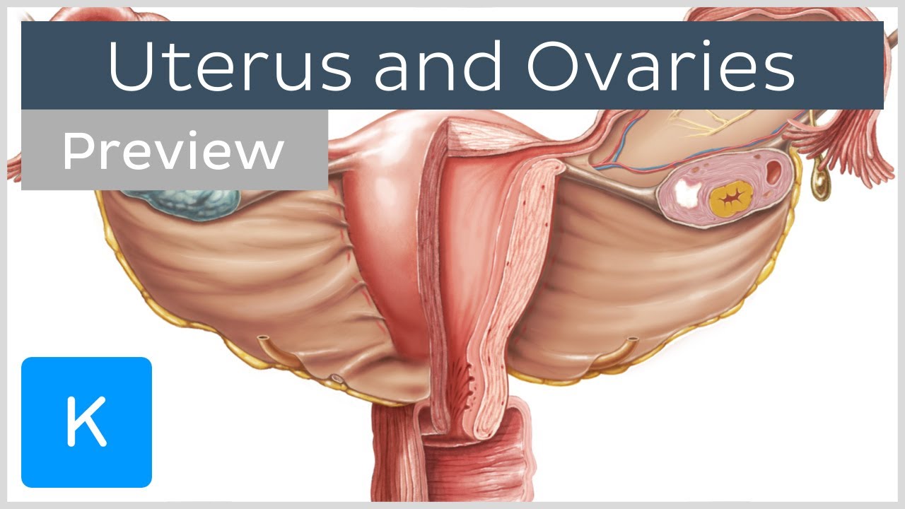 You are currently viewing Uterus and ovaries (preview) – Human Anatomy | Kenhub