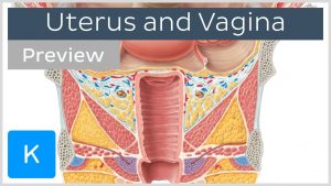 Uterus and vagina (preview) – Human Anatomy | Kenhub