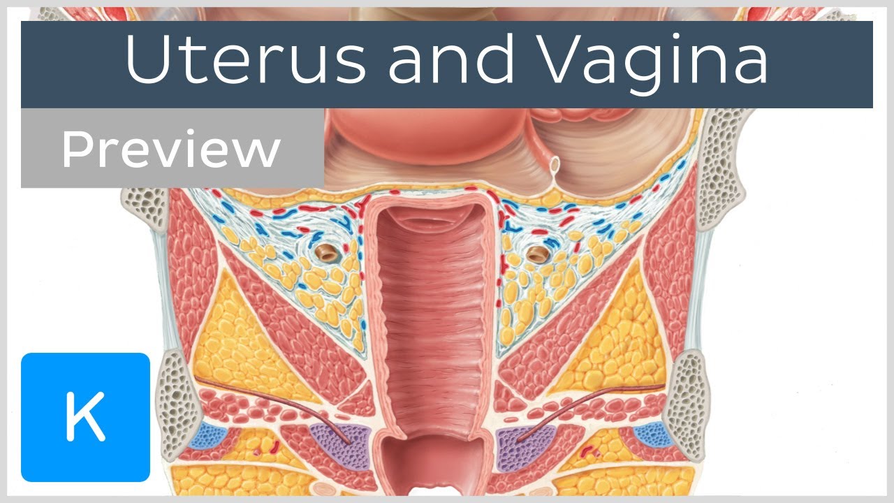 You are currently viewing Uterus and vagina (preview) – Human Anatomy | Kenhub