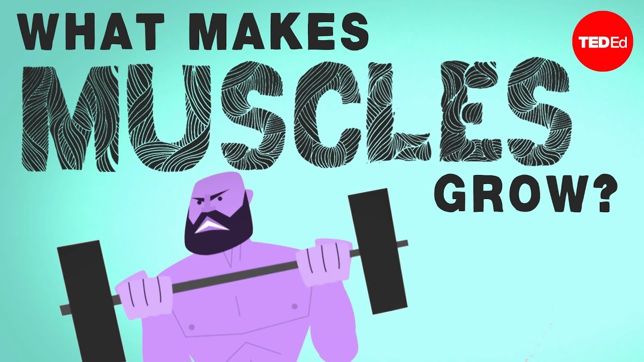 You are currently viewing What makes muscles grow? – Jeffrey Siegel