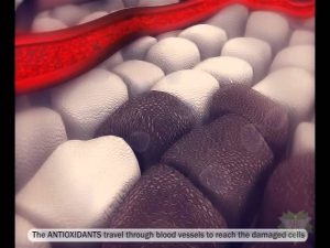 Antioxidants – vs – Free Radicals – Immune System