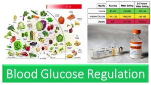 Blood Glucose Regulation -Blood Sugar Levels, Role of Insulin & Glucagon, Fasting and Post Prandial