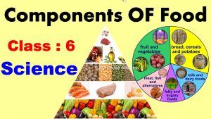 Components Of Food | Full Chapter | Class : 6 | SCIENCE | CBSE / NCERT | Deficiency diseases