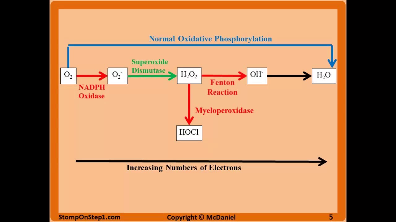 Free Radicals, Glutathione, Superoxide NADPH Oxidase N Acetylcysteine CGD MPO CCl4