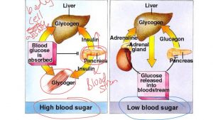 How Insulin and Glucagon Work