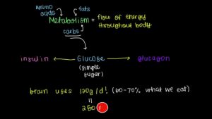 Insulin and Glucagon