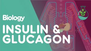 Insulin and Glucagon | Physiology | Biology | FuseSchool