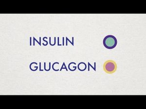 Insulin and Glucagon – Simple Animation